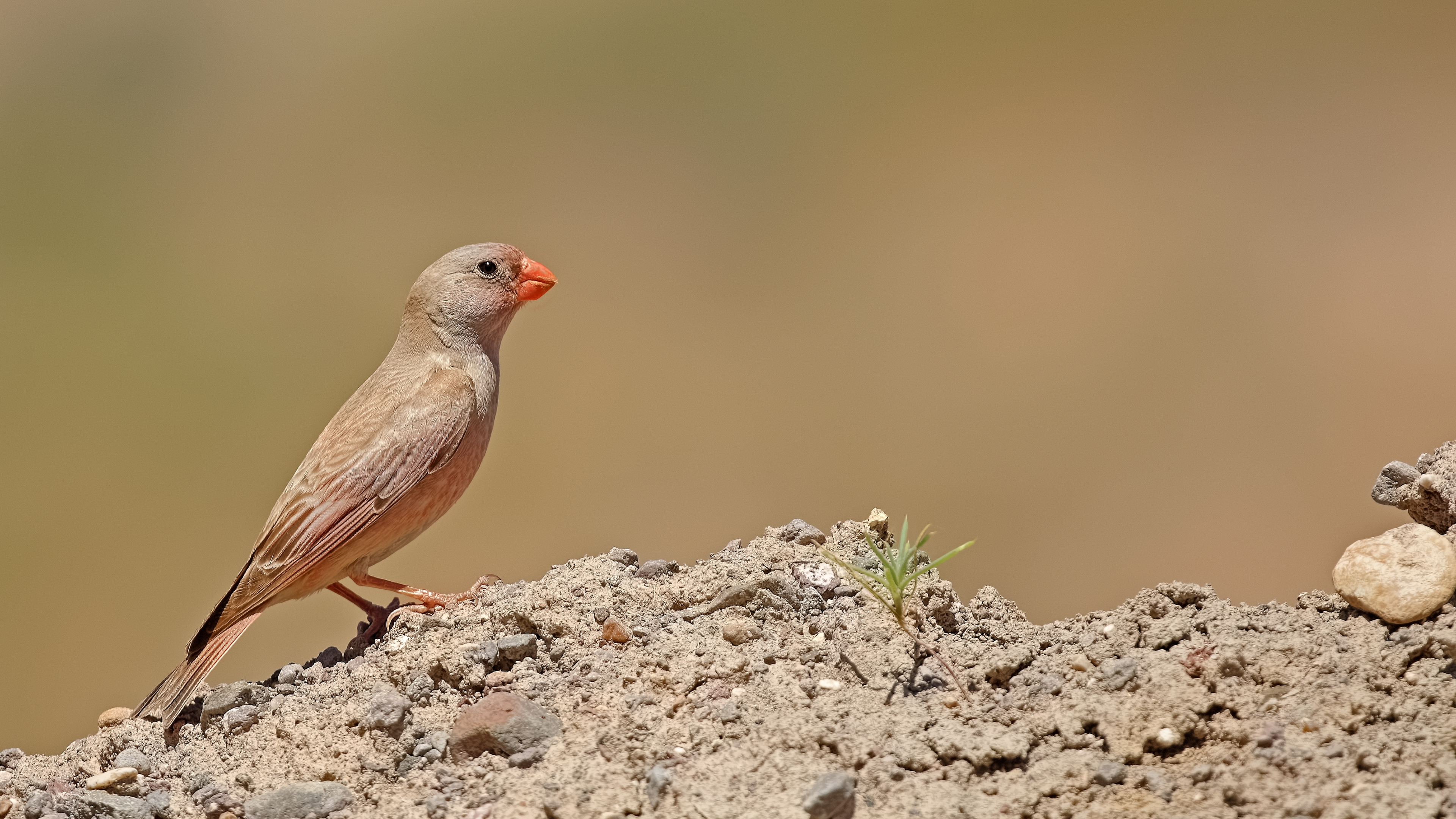 Trumpeter Finch